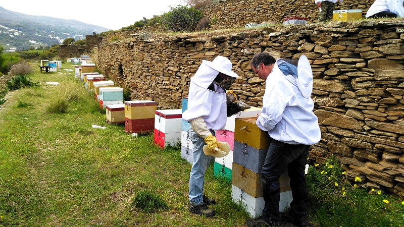 SOS: Ελάχιστο μέλι, κινδυνεύουν οι μέλισσες στην Άνδρο και στο Νότιο Αιγαίο...