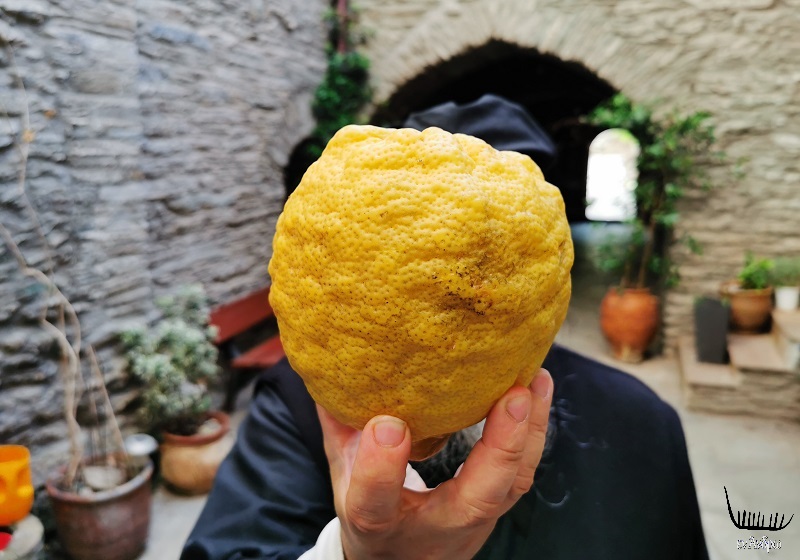 Τα γιγαντιαία λεμόνια της Άνδρου