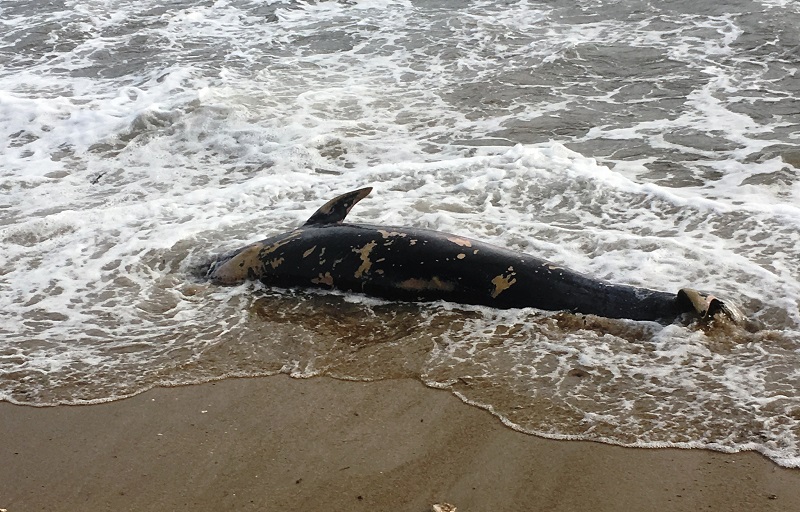 Άνδρος: νεκρό δελφίνι στην παραλία Τζανετάκη