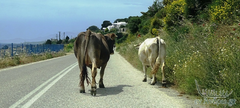 Τα απρόοπτα της Άνδρου: δύο αγελάδες πάνε βόλτα!!!...