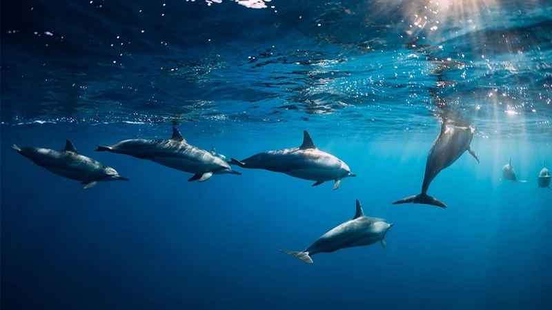 Το μεγαλύτερο κοπάδι δελφινιών στο Αιγαίο!!!
